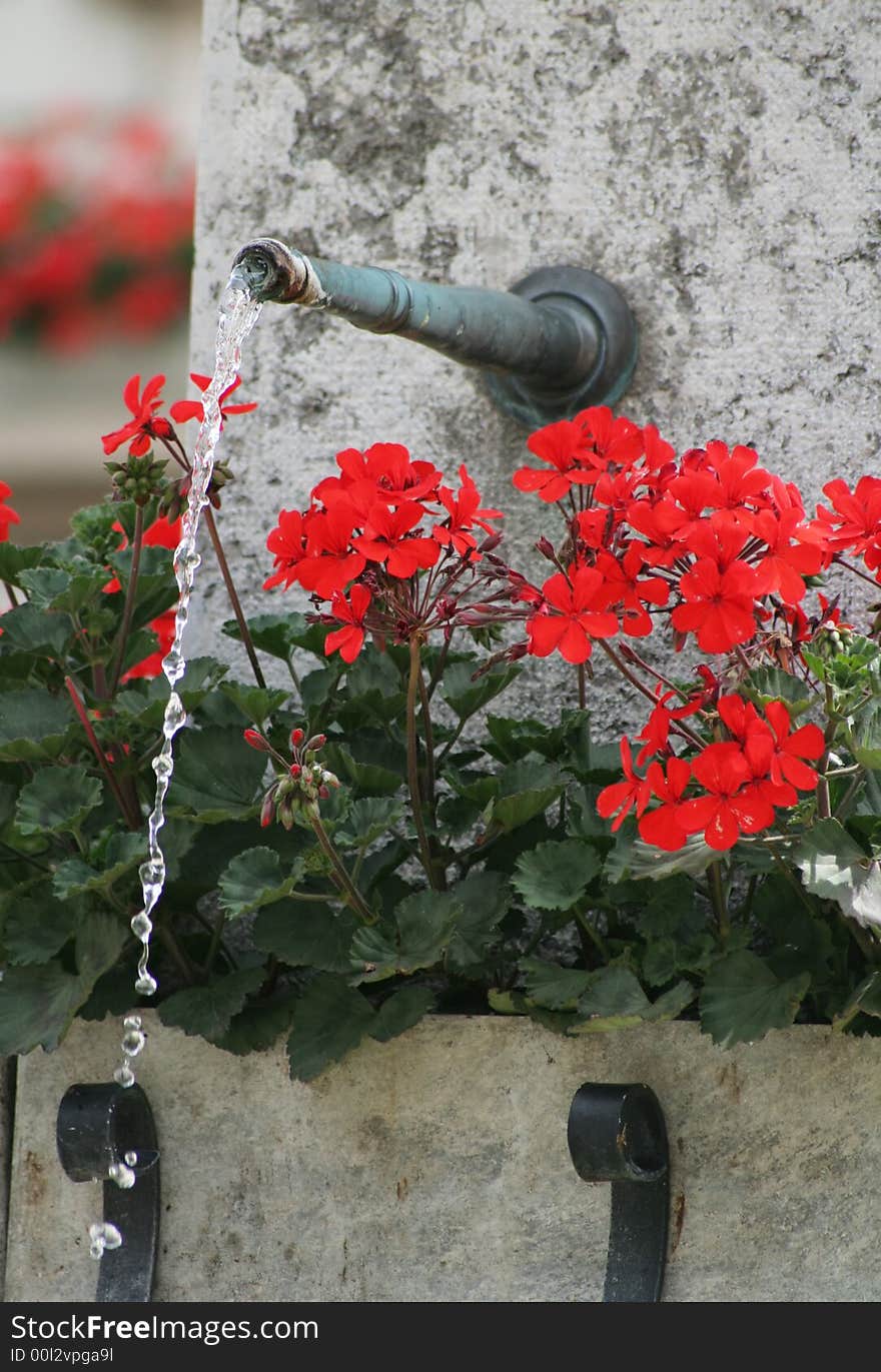 Close up of a fountain with red geranium flower around it.