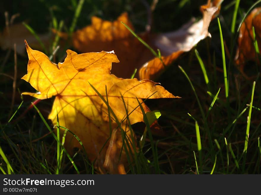 Sunny maple leaf in the grass