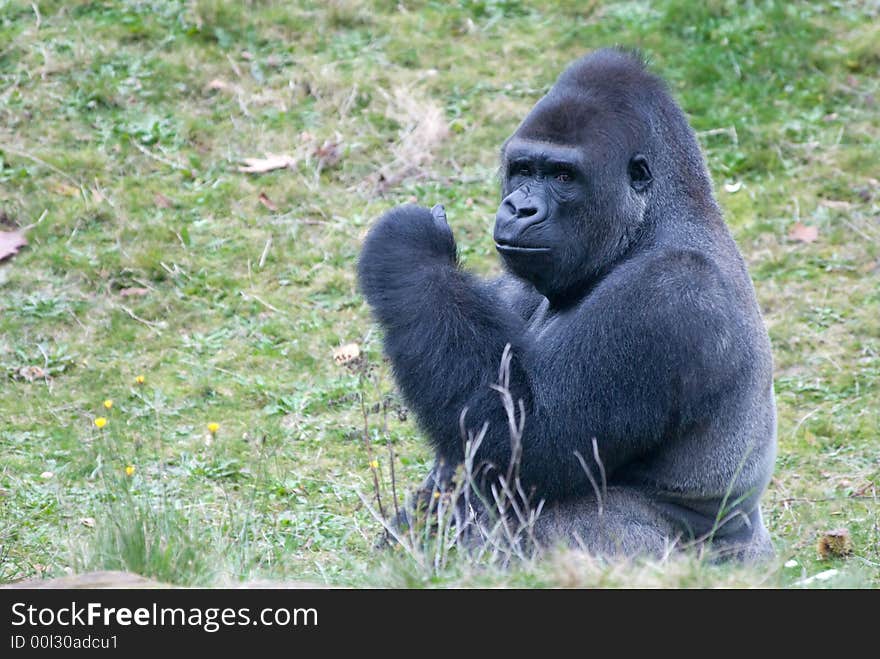 Close-up of a big male gorilla