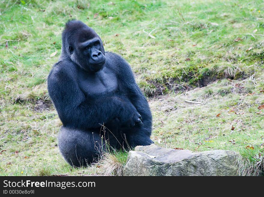 Close-up of a big male gorilla