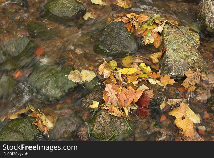 Yellow autumn leaves in a stream of water