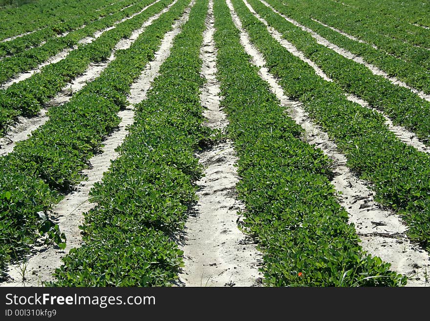 Some Rows of crops in a field. Some Rows of crops in a field