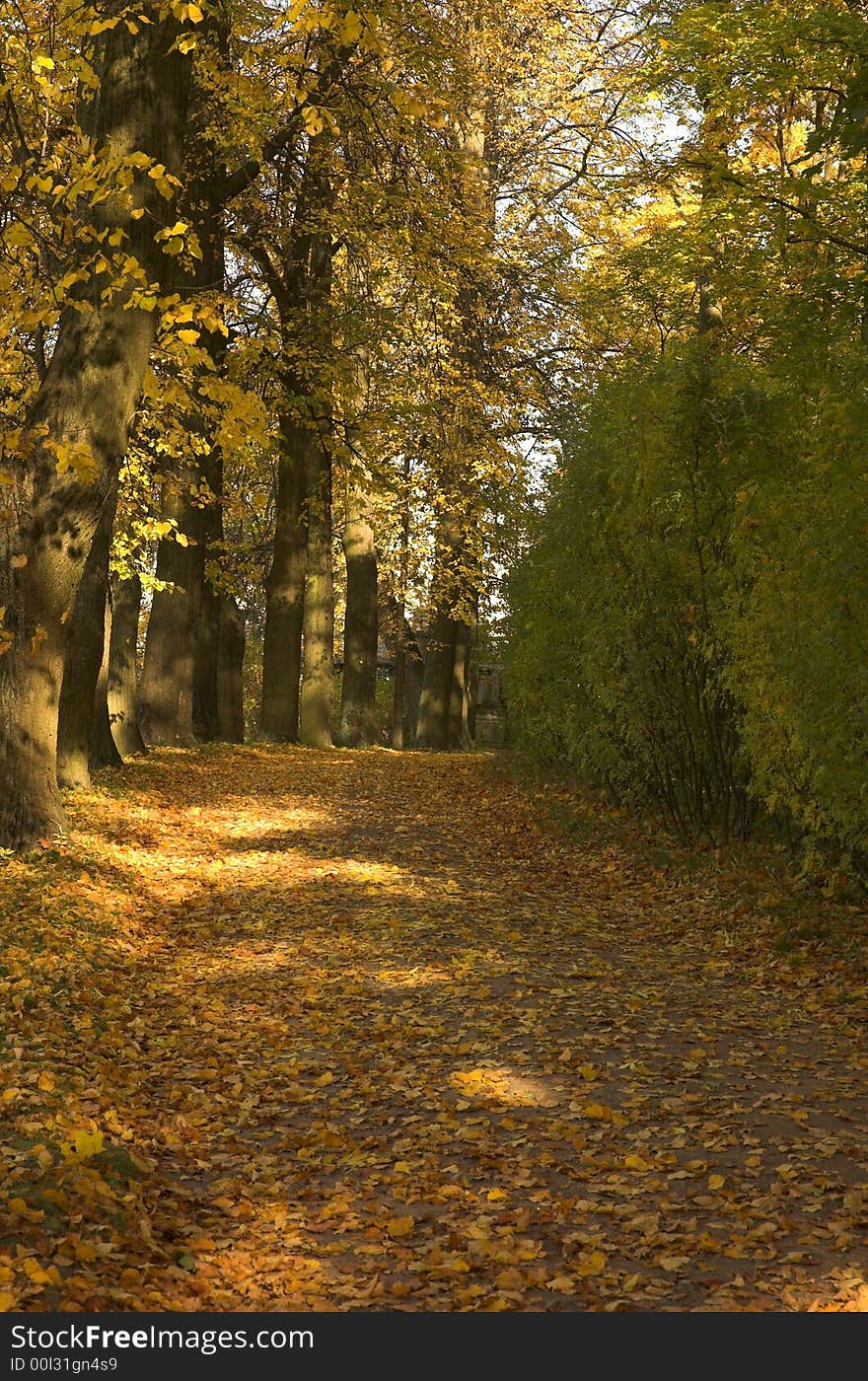 Road covered by yellow autumn leaves