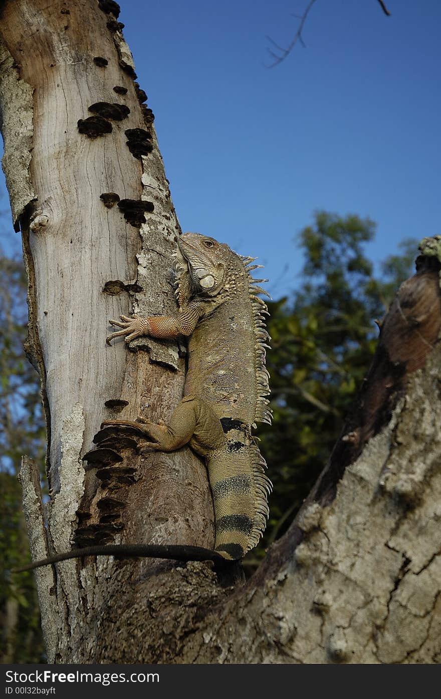 An old iguana climbing up a dead tree near Monteria, Cordoba, Colombia. An old iguana climbing up a dead tree near Monteria, Cordoba, Colombia.