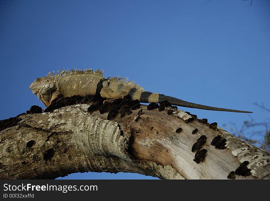 An old iguana climbing up a dead tree near Monteria, Cordoba, Colombia. An old iguana climbing up a dead tree near Monteria, Cordoba, Colombia.