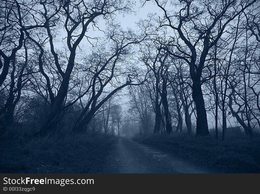 Mystical condition of a forest in the early morning. Mystical condition of a forest in the early morning