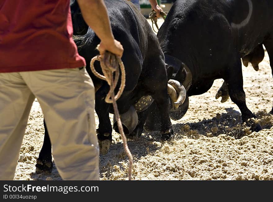 Cows fight [Combat de Reines] (Verbier, Switzerland)