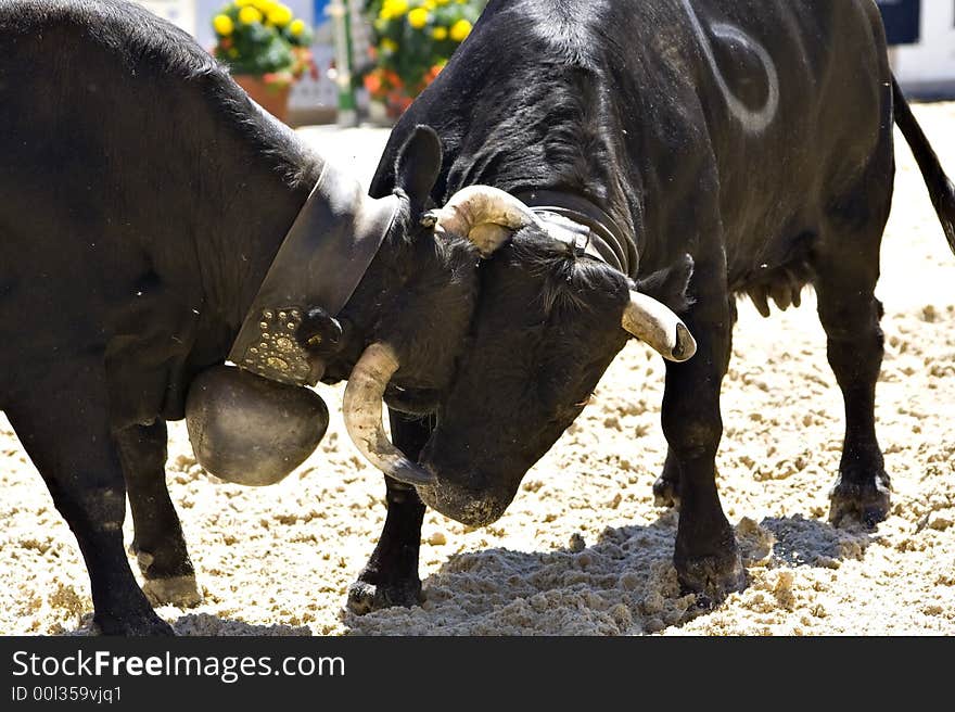 Cows fight