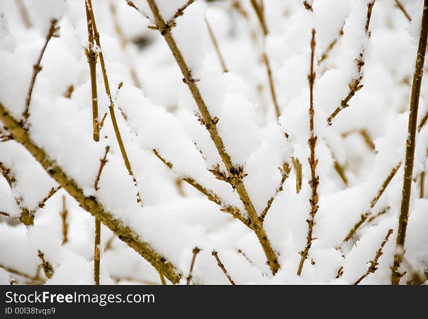 Gentle snow storm, with accumulation on small branches