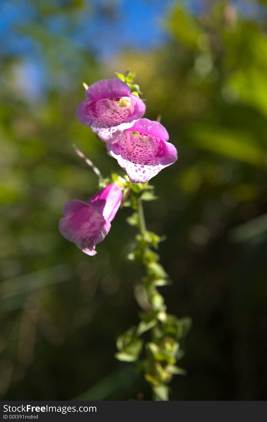 Purple digitalis against green on sunny day