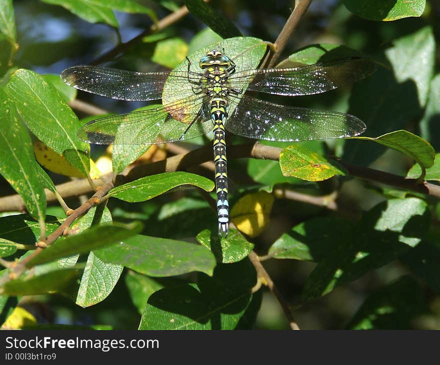 Dragonfly resting on mid autumn leaves. Dragonfly resting on mid autumn leaves