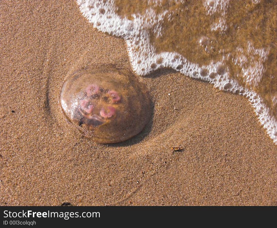 Medusa on beach