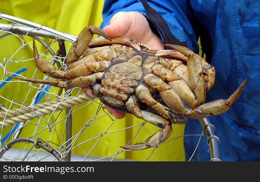 Example of female dungeness crab underside for identification