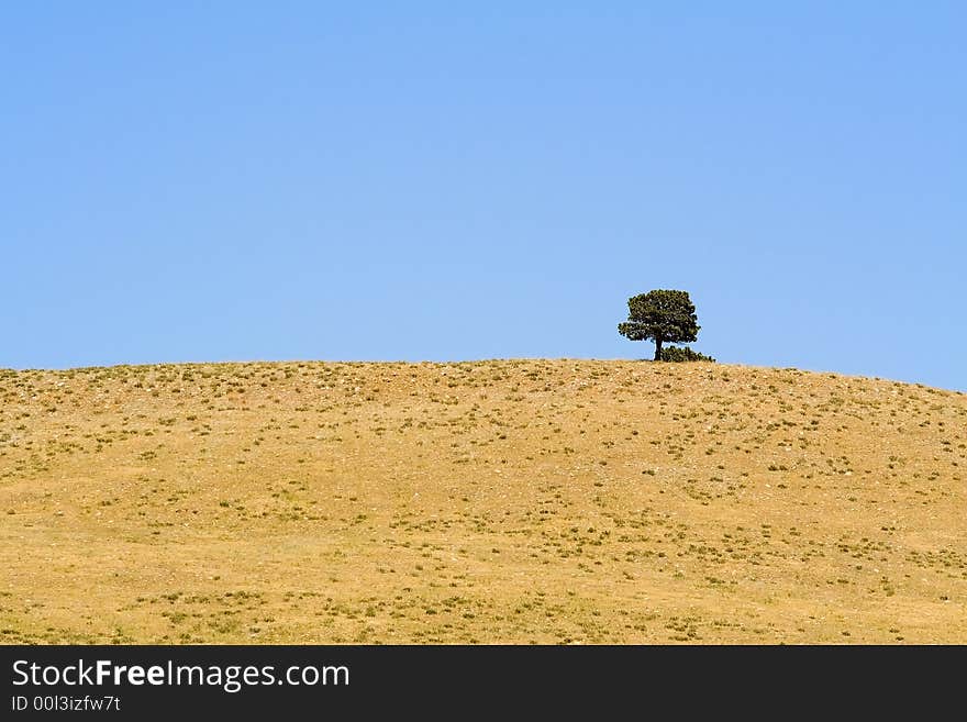 One lone tree on a barron hill in Custer State Park, South Dakota