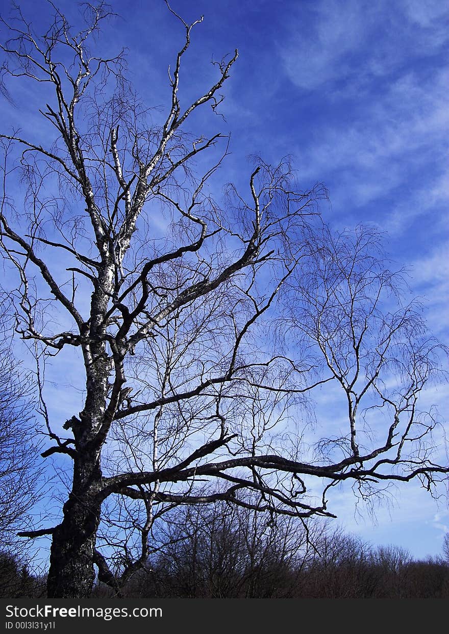 Birch-tree in the early spring. Birch-tree in the early spring