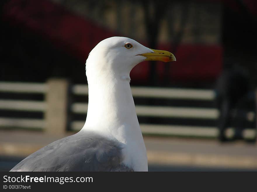 Silver seagull (Larus argenta)