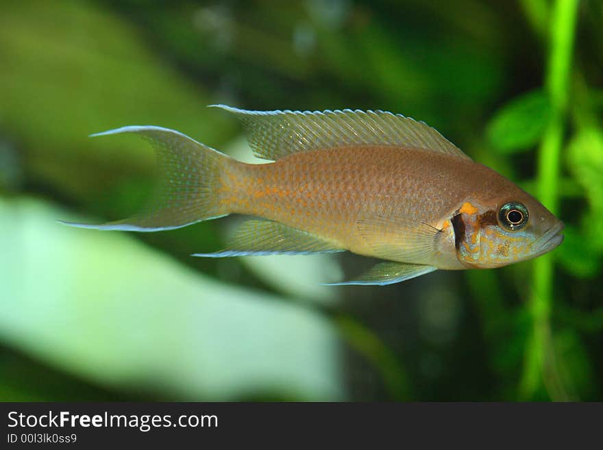 The exotic fish in aquarium, natural lighting