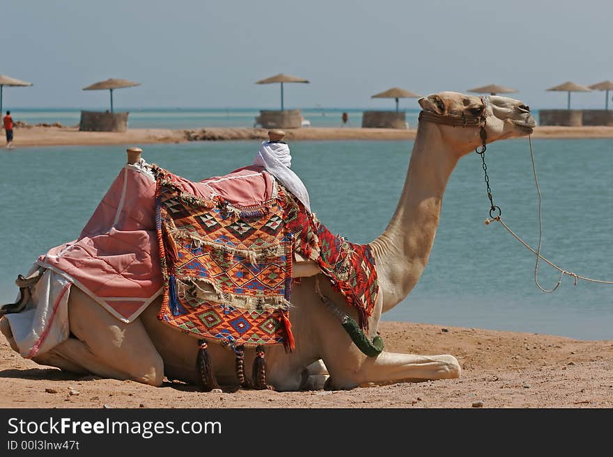 Dromedary at the edge of the Red Sea