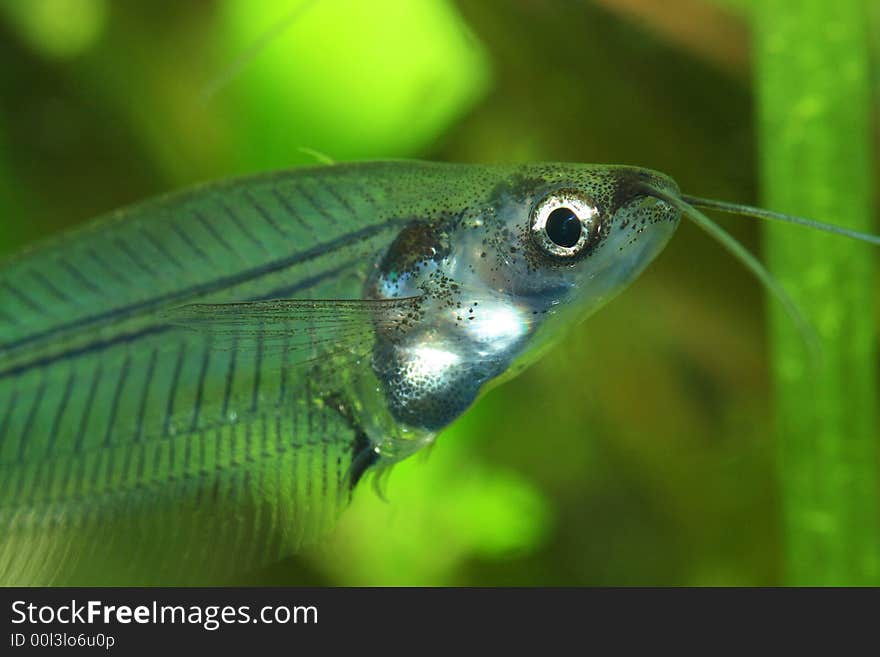 Weird transparent exotic fish head