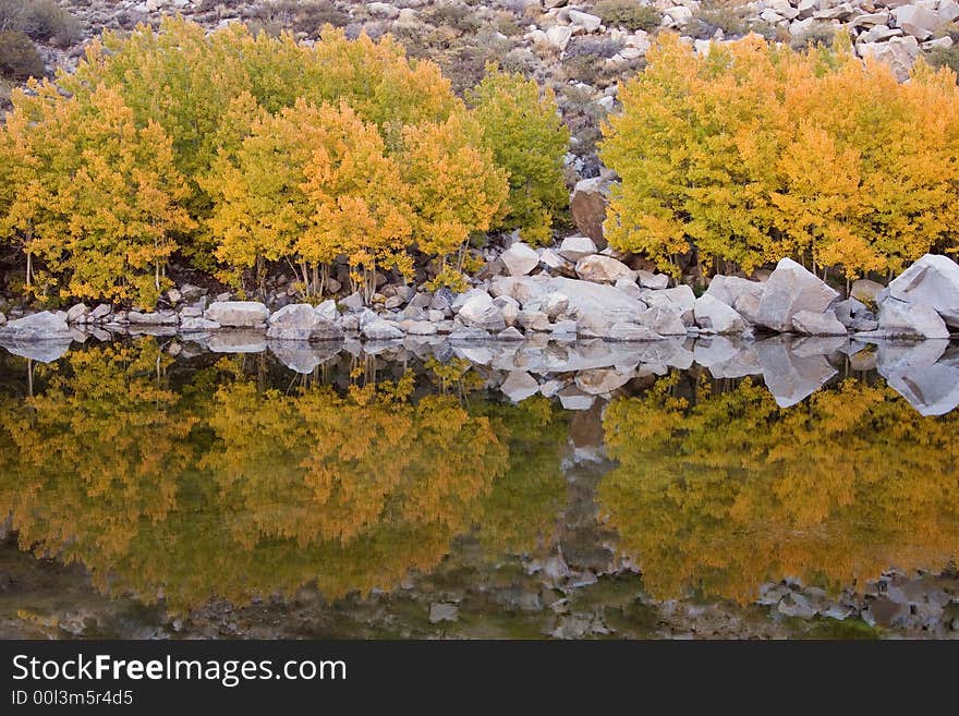 Aspens and Reflection