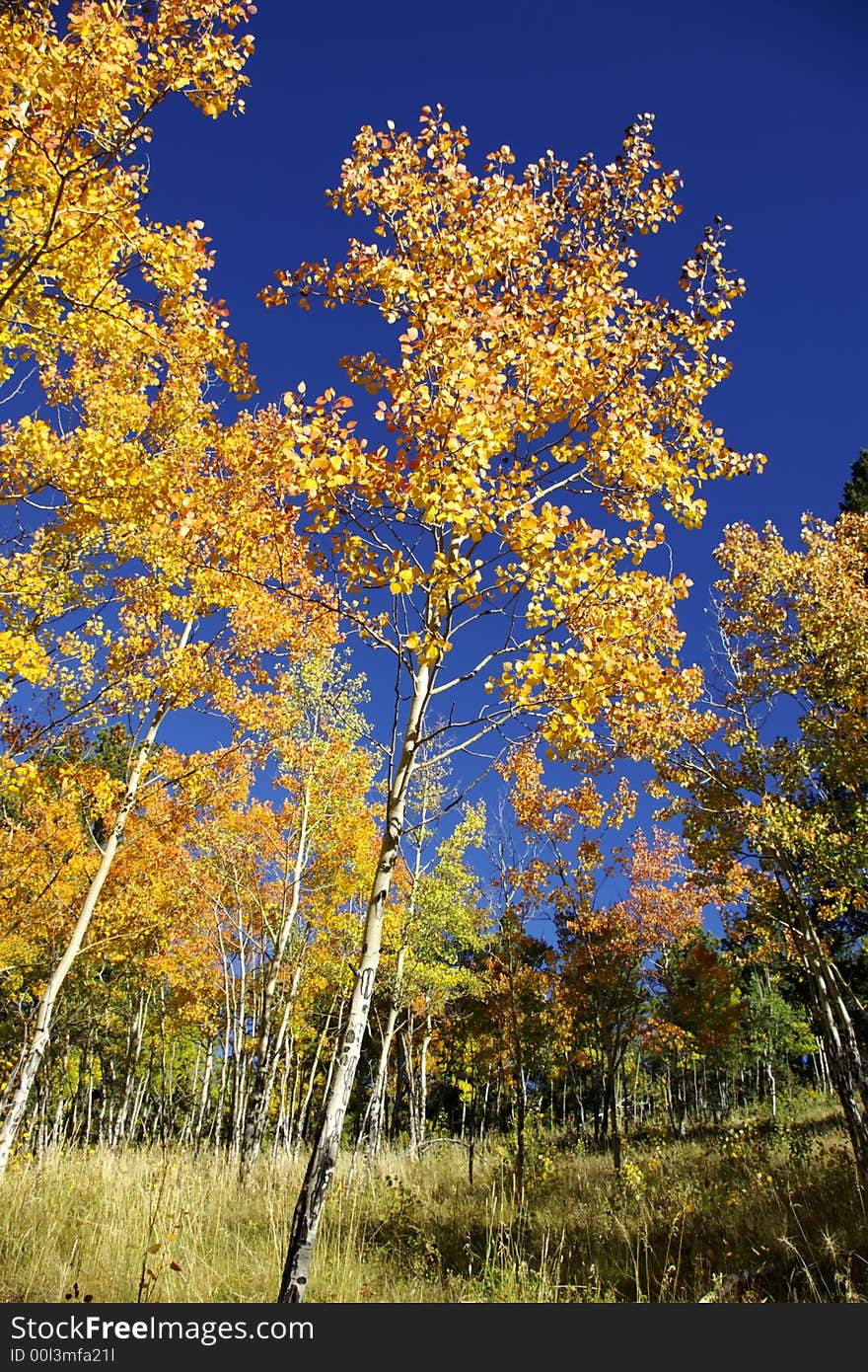 Gold and orange Aspen trees lean uphill against deep blue sky. Gold and orange Aspen trees lean uphill against deep blue sky