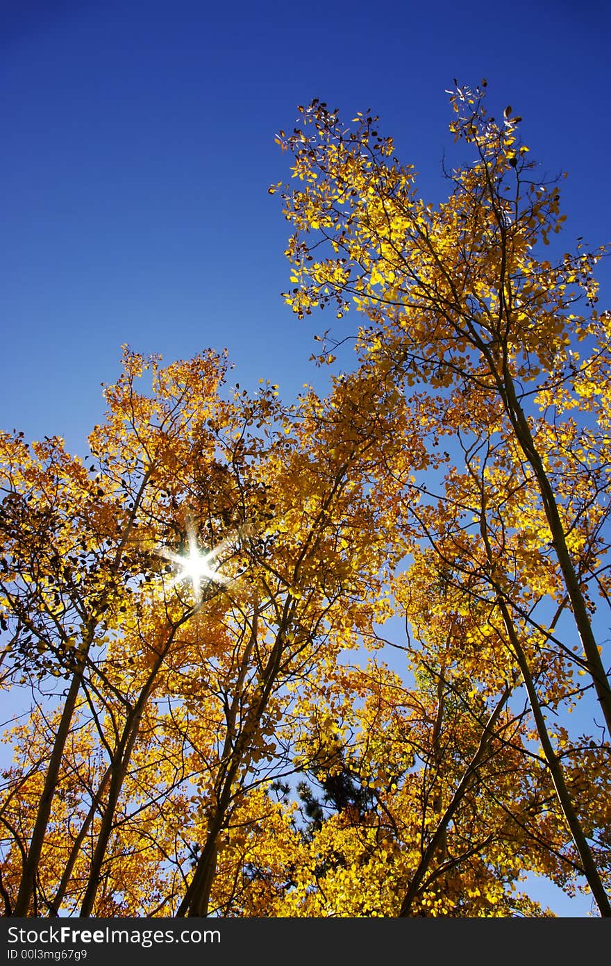 Sun shines through golden Aspen trees and clear blue sky. Sun shines through golden Aspen trees and clear blue sky