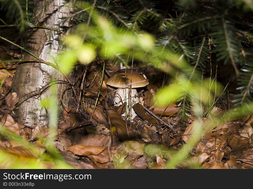 Mushroom in the forest