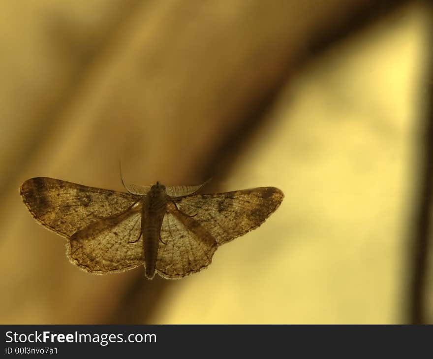 Moth On Glass