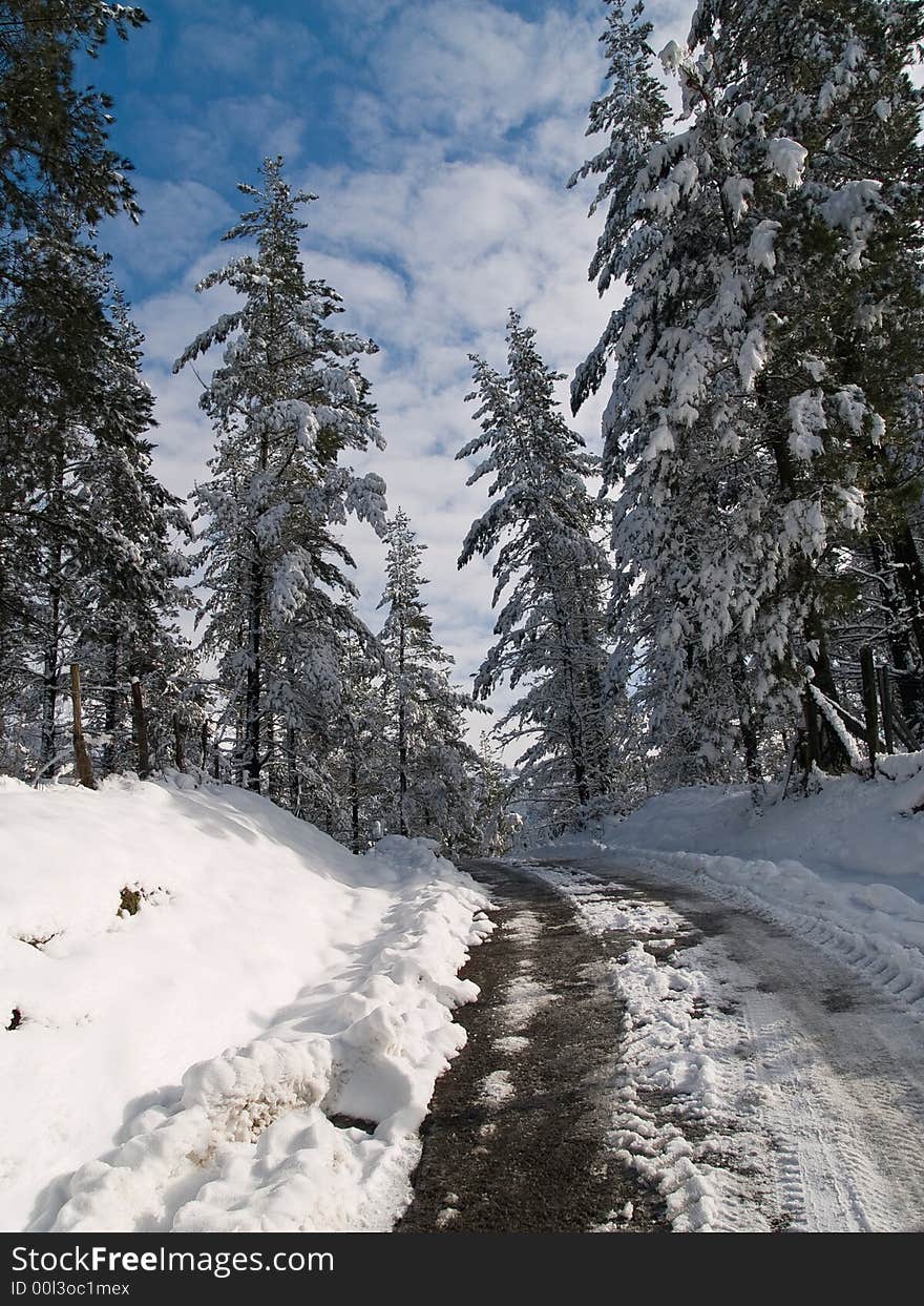 Winter path, snow in the trees