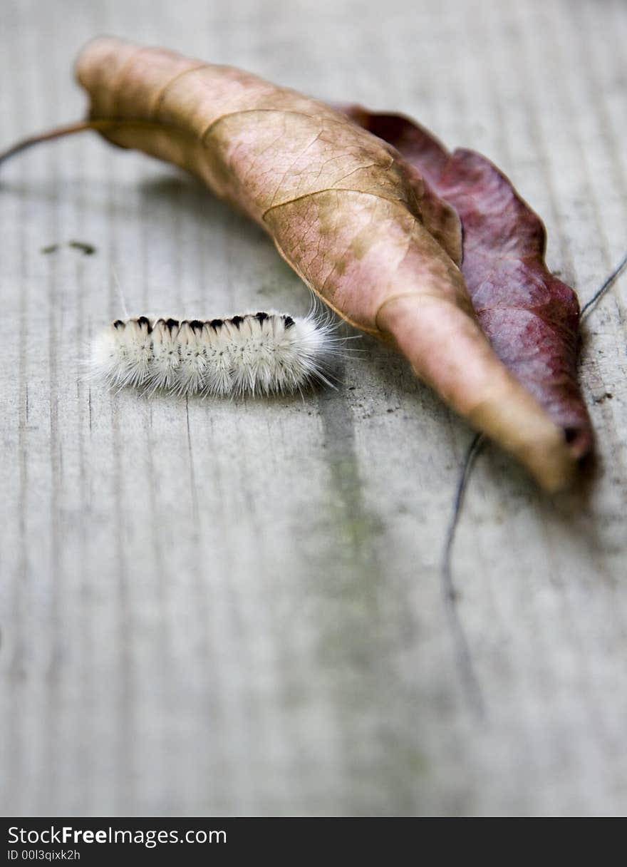 A caterpillar is walking towards a dead leaf. A caterpillar is walking towards a dead leaf.