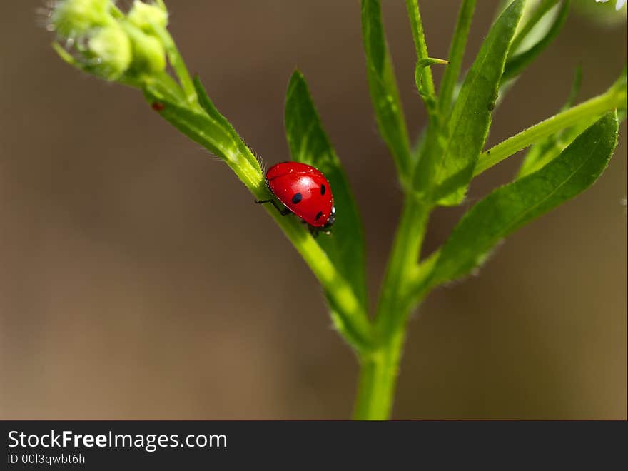 Lady-beetle