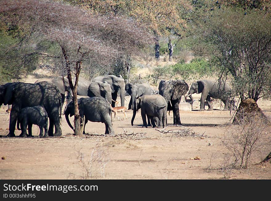 Elephants  Troop With Impalas