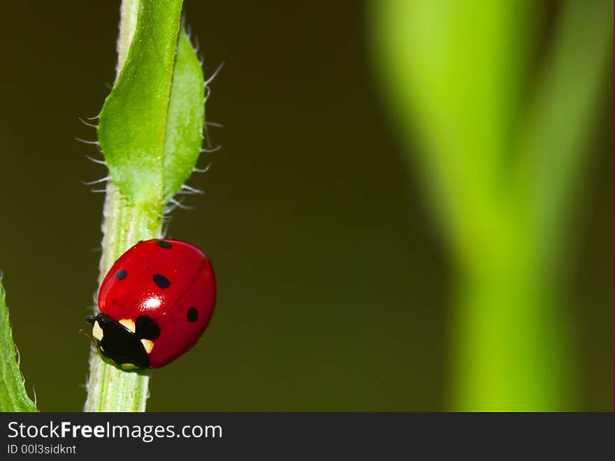 Lady-beetle