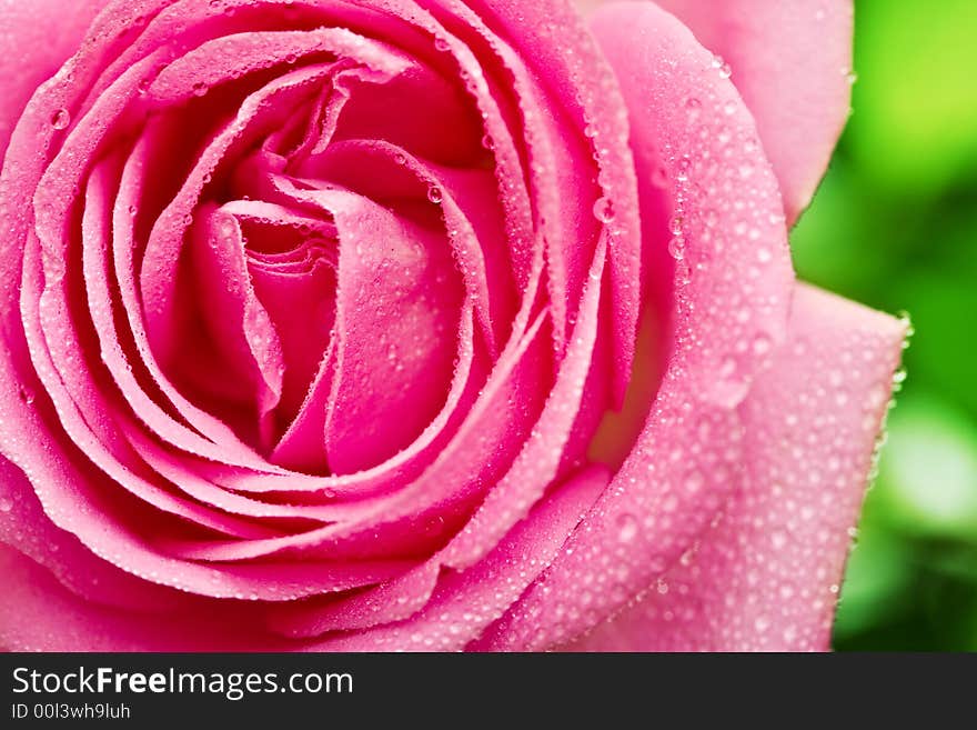 Closeup of pink rose petails covered dew