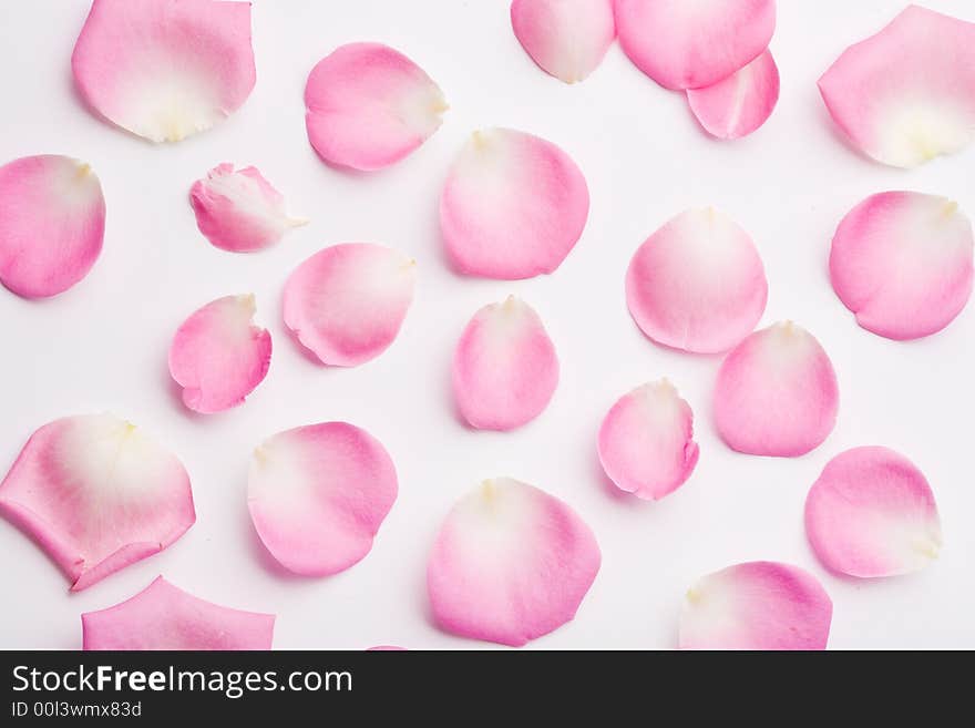 Close up of the pink rose petails