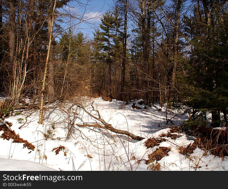 A fallen tree marks the snowfall in a forest in New Hampshire. A fallen tree marks the snowfall in a forest in New Hampshire.