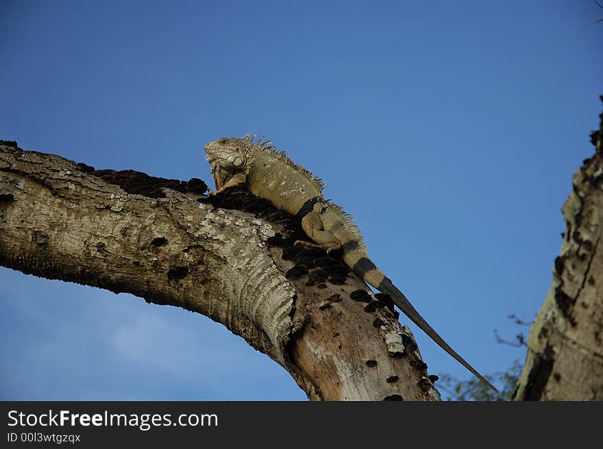 An old iguana climbing up a dead tree near Monteria, Cordoba, Colombia.