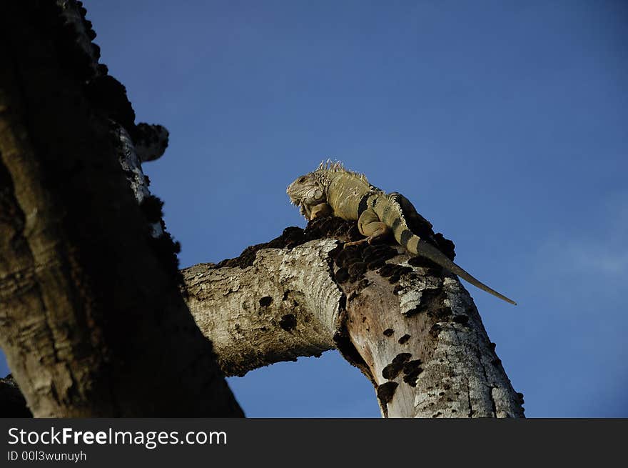 An old iguana climbing up a dead tree near Monteria, Cordoba, Colombia.