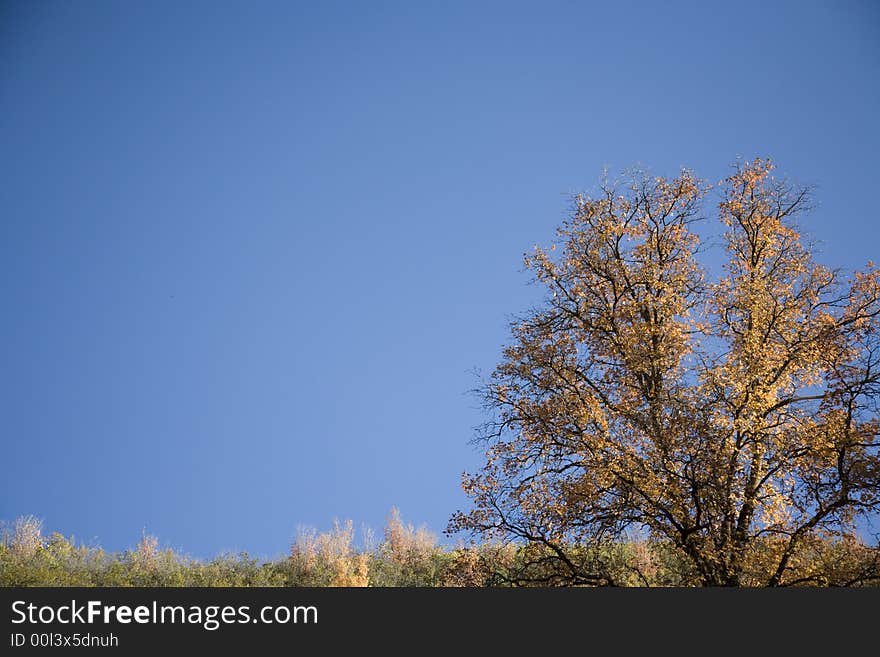 Fall colors in Autumn with plenty of room for text on the left