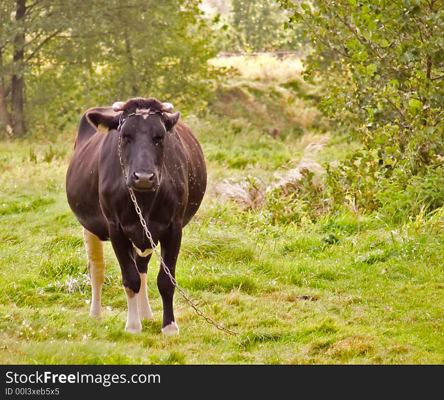 Cow on pasture