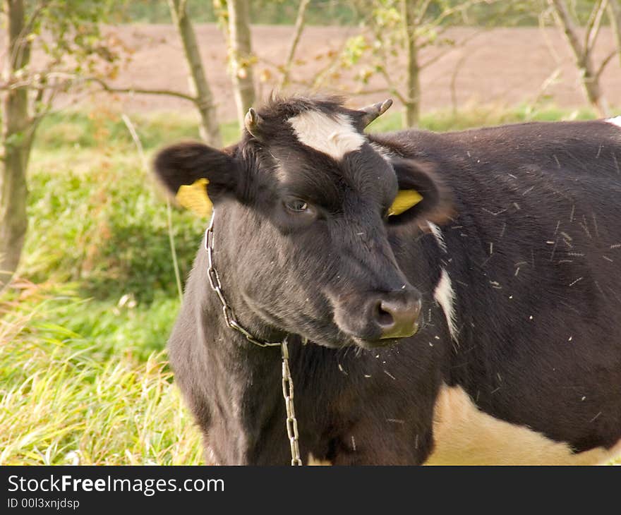 Young cow