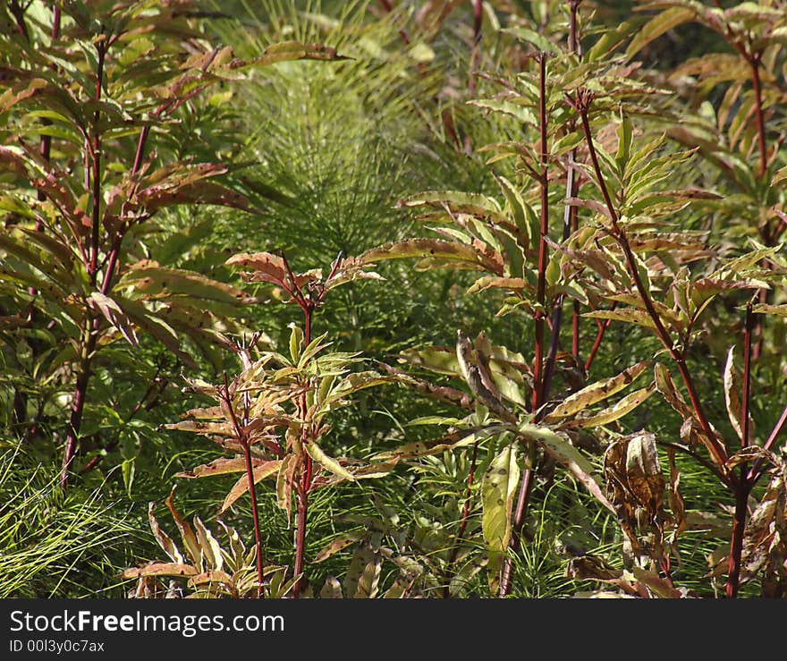 Water Plants