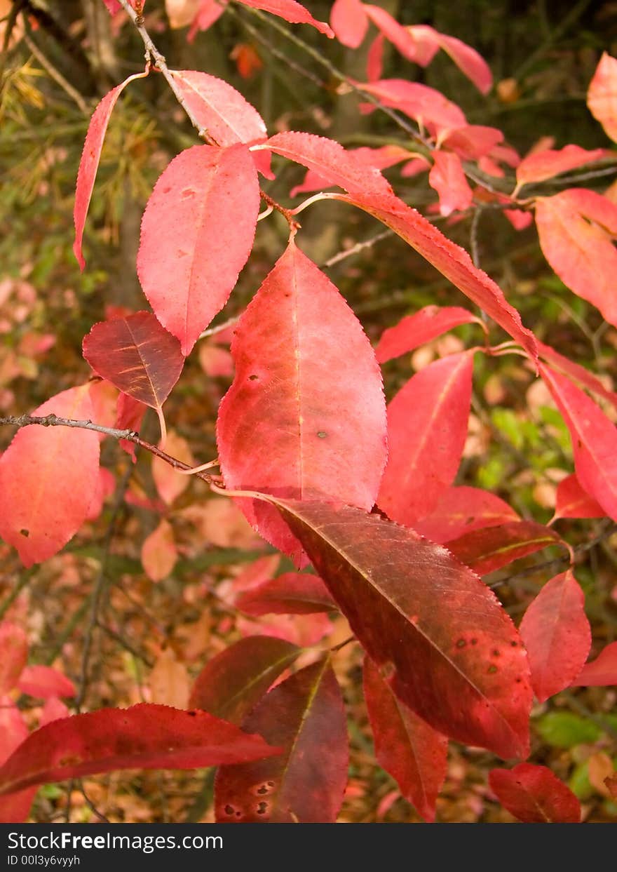 Red leaves