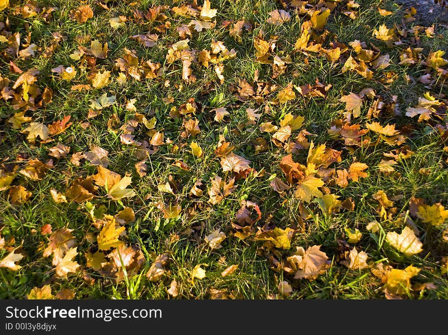 Autumn in the park.with sunshine.