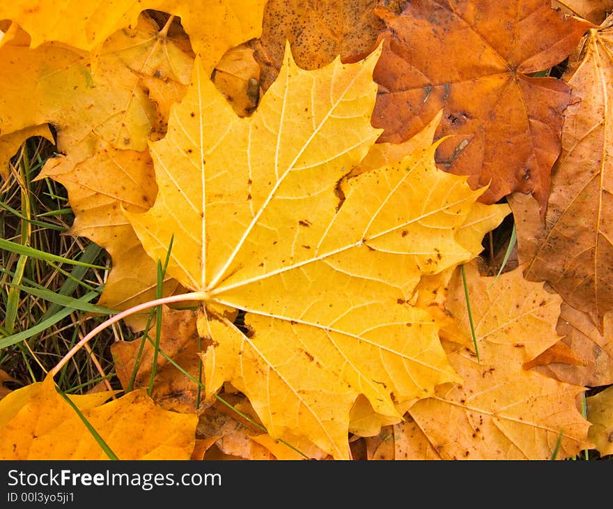 Autumn leafs