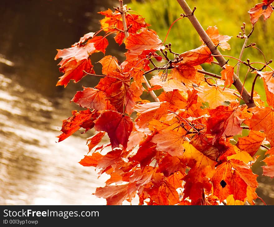 Reds autumn leafs