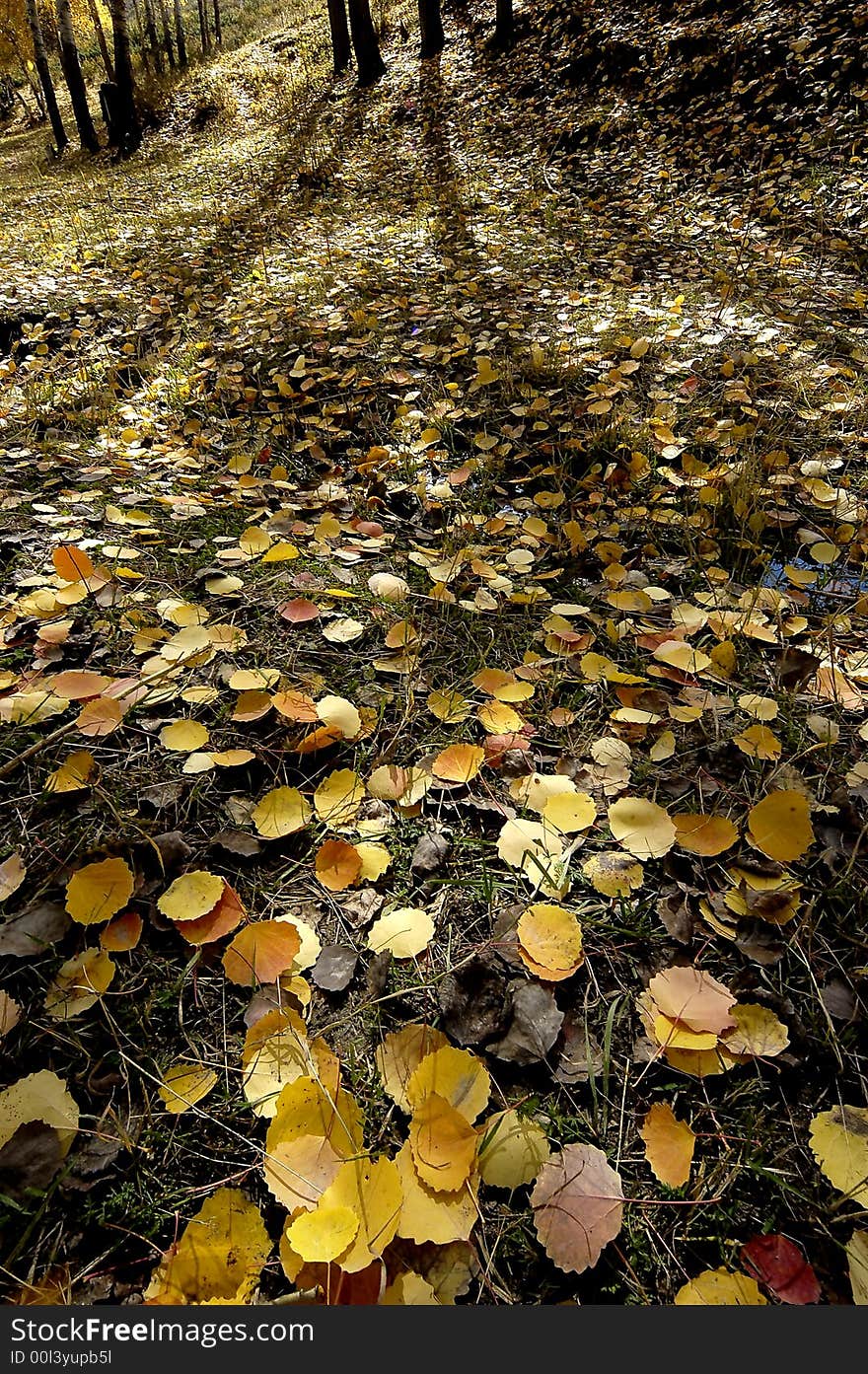 Full of rich orange/yellow leaves are fallen when autumn comes. Full of rich orange/yellow leaves are fallen when autumn comes.