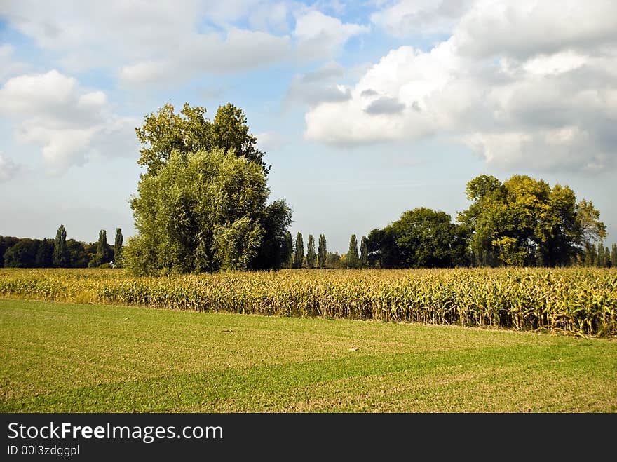 Autumn on the corn field