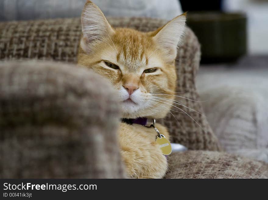 A male kitten, Bagheera, just wake up from his nap