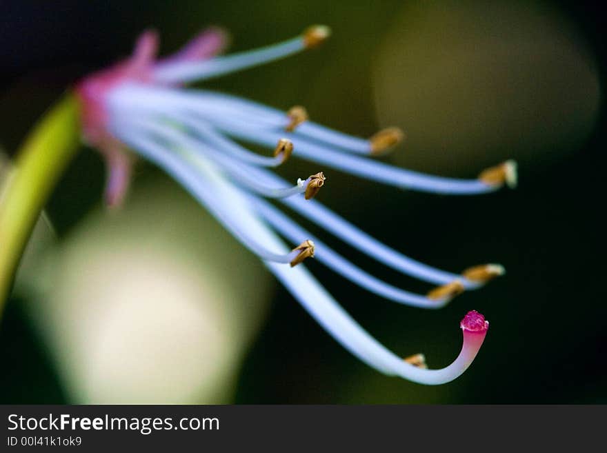 Azalea's stamen after petals fallen